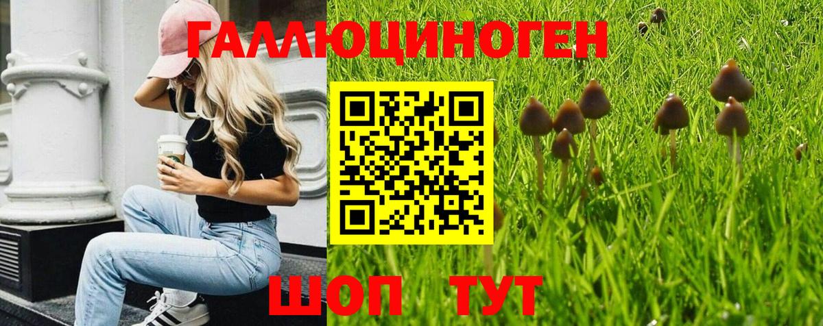 Красногорск  Галлюциногенные грибы MAGIC MUSHROOMS  закладка  Вход с VPN 